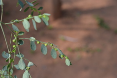 Phyllanthus rotundifolius